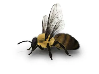 bee 3d model fur 3D model