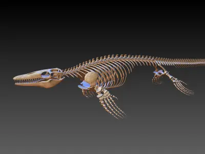Mosasaurus Skeleton model Low-poly 3D model