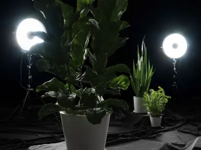  Fiddle Leaf Fig Plant Model 