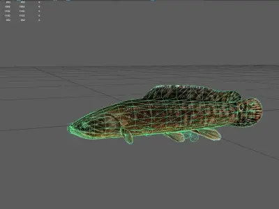 Bowfin Low-poly 3D model