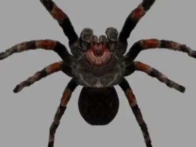 Tarantula spider Low-poly 3D model