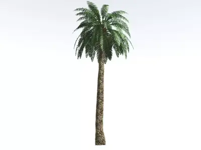 EVERYPlant Date Palm 2 --16 Models-- 3D model