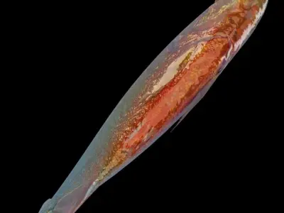 Piranha fish Free low-poly 3D model