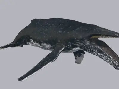 Accurate Humpback Whale 8K - 3d animated 3D model