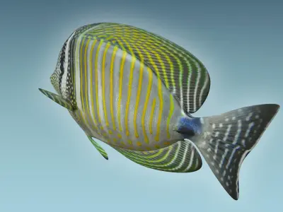 Zebrasoma Fish 3D model