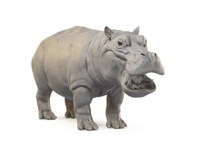 Hippopotamus 3D model 2