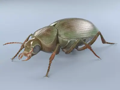 Ground Beetle Insect Low-poly 3D model