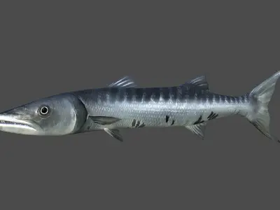 Barracuda fish Low-poly 3D model
