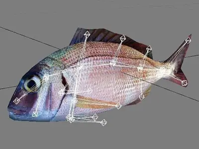 Pagar - Pagrus Pagrus Low-poly 3D model