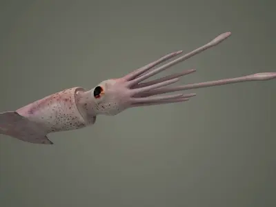 cuttlefish squid octopus cephlapod cephalopod fish  3D model