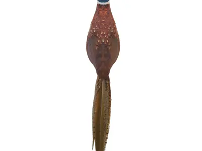 Pheasant 3D model