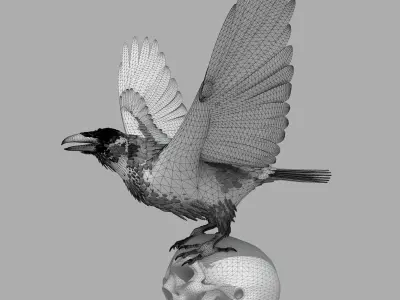 Common Raven - rigged - animated 3D model