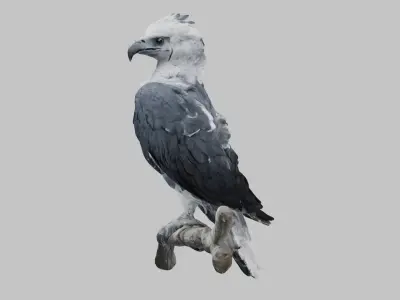 3D Harpy Eagle Model Low-poly 3D model