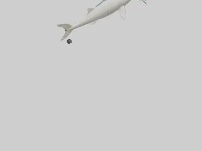 Beluga Sturgeon swimming model Low-poly 3D model