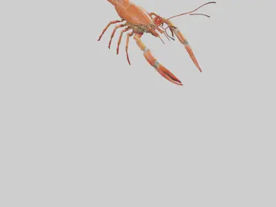 Spiny Lobster crawling model 3D model