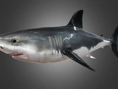 Shark Animation Low-poly 3D model