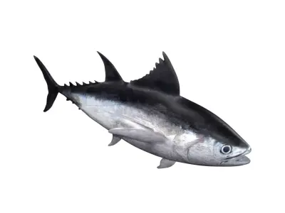 tuna fish Low-poly 3D model