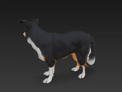 Border Collie Dog Realistic 3D Model - Low Poly Realistic Low-poly 3D model