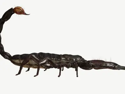 Emperor Scorpion Low-poly 3D model