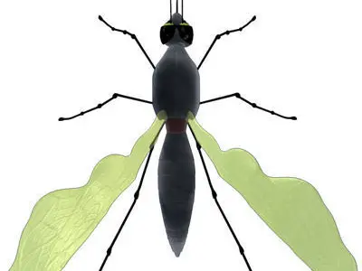 mosquito cartoon 01 3D model