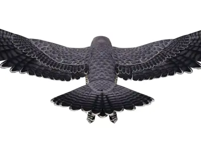 Peregrine Falcon 3D model
