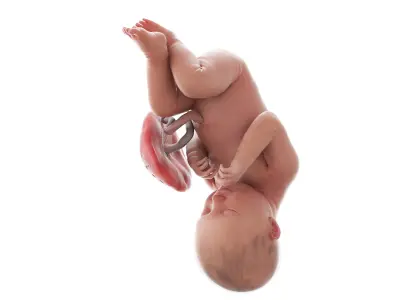 Fetus Anatomy Week 38 Static 3D model