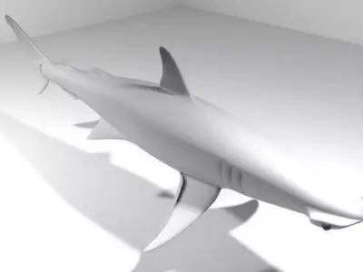 Shark - Bonnethead 3D model