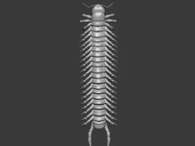 Centipede model 3D print model