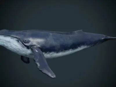Blue whale  Low-poly 3D model