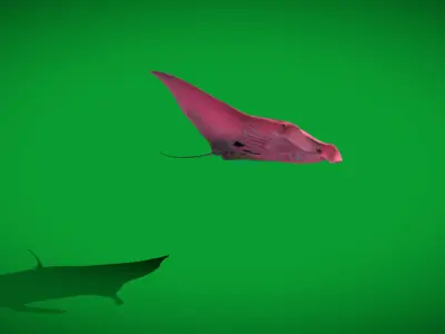 Pink Manta Mobula Ray Low-poly 3D model