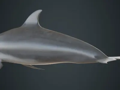 Dolphin 1A Low-poly 3D model