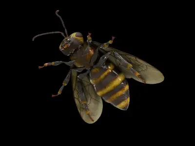 Detailed Animated Bee 3D Model Low-poly 3D model