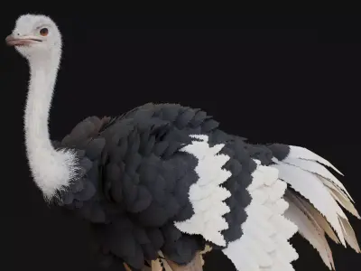 Realistic Animals Savannah - Ostrich Low-poly 3D model