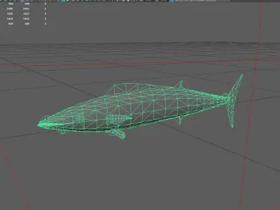 Wahoo Low-poly 3D model
