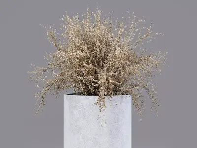 Indoor Plant 05 Free 3D model