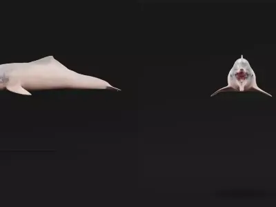 Amazon River Dolphin Free low-poly 3D model