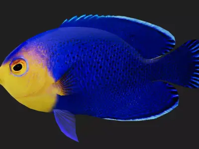 Bass fish Low-poly 3D model