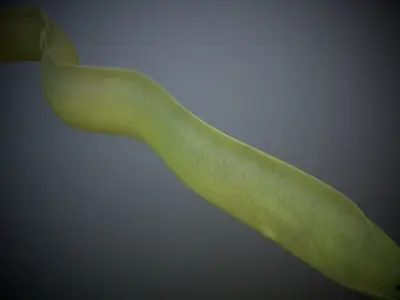 Green Eel 3D model