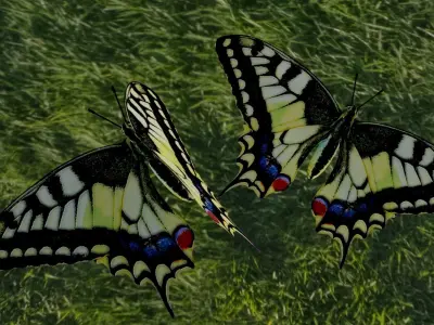 Mahaon butterfly animation Low-poly 3D model