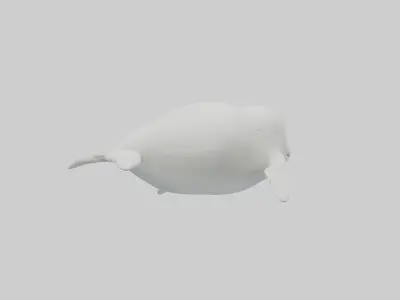 Beluga Whale swimming model Low-poly 3D model
