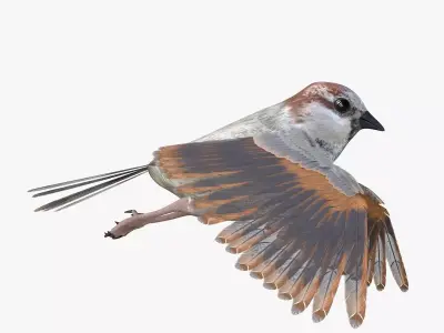 Sparrow Low-poly 3D model