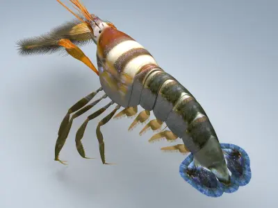 Alpheidae Pistol Shrimp Low-poly 3D model