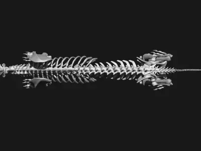 Cheetah Skeleton 3D model