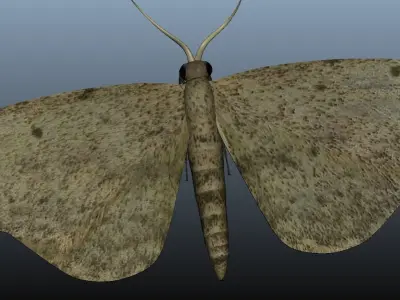 Moth Insect 3D model