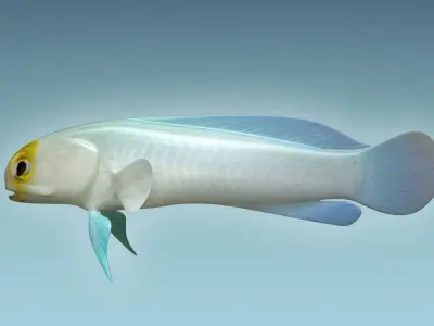 Yellow Head Fish 3D model