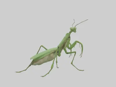 Standing Mantis Model Low-poly 3D model