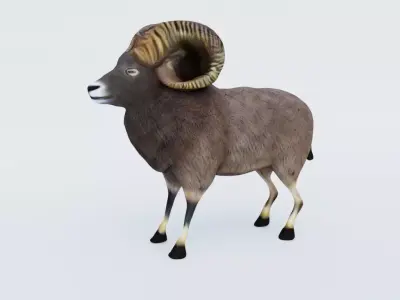 Ram Animal Free 3D model