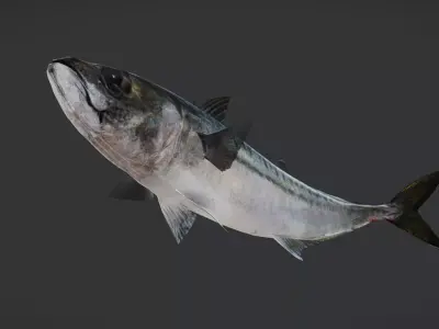 Realistic Mackerel Animated 3D model