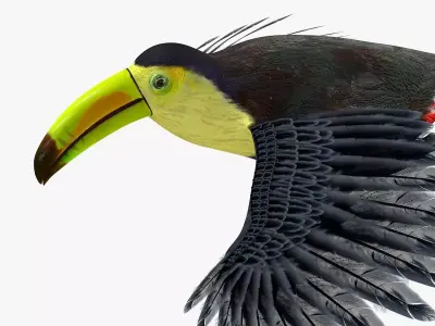 Toucan Bird rigged 3d model Low-poly 3D model