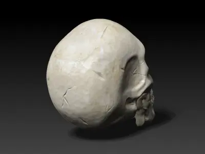 Human Skull Low-poly 3D model